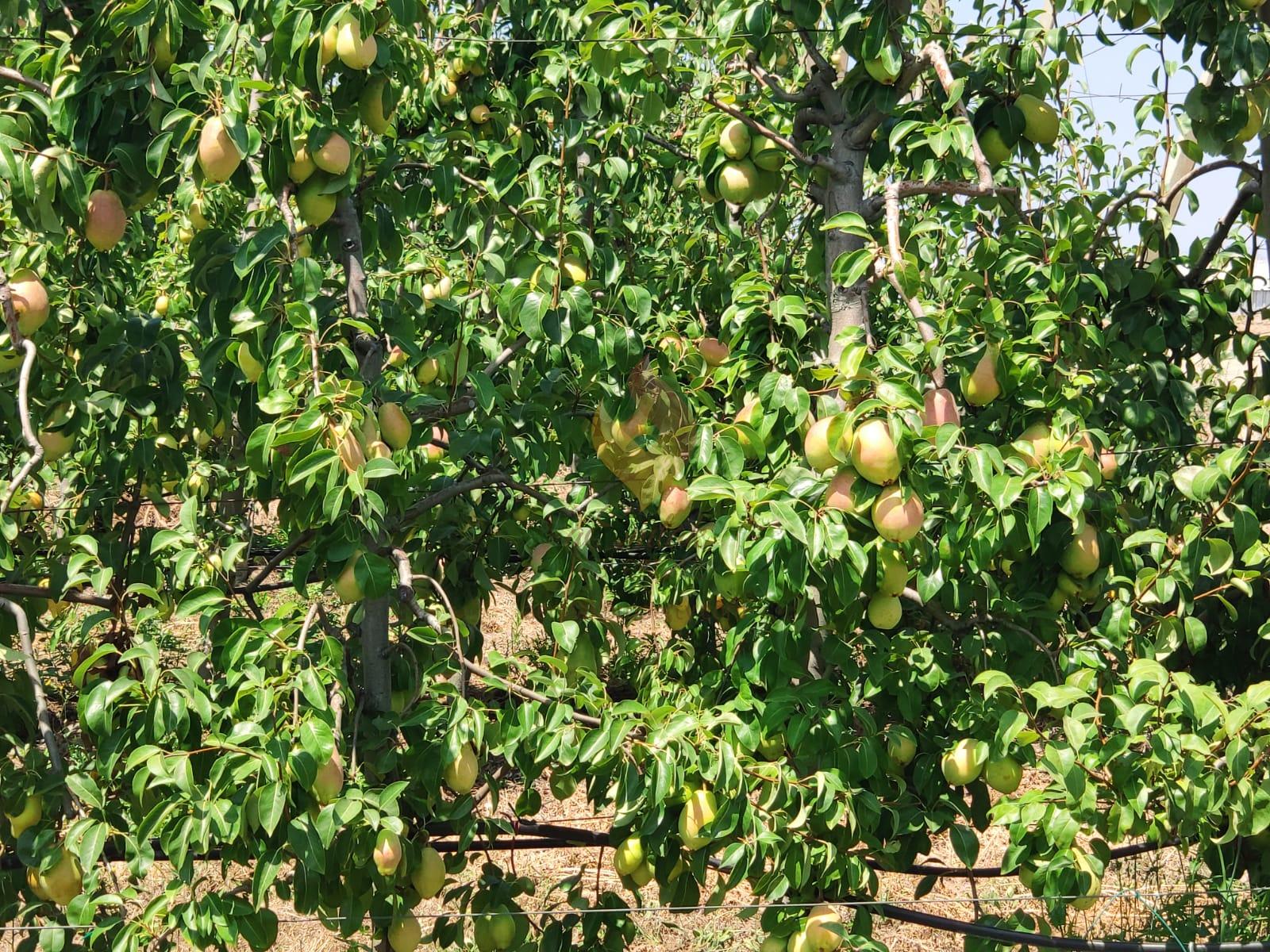 مزرعة فواكه