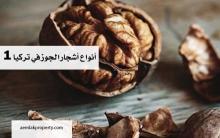 جوز 
