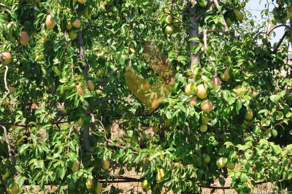 مزرعة فواكه